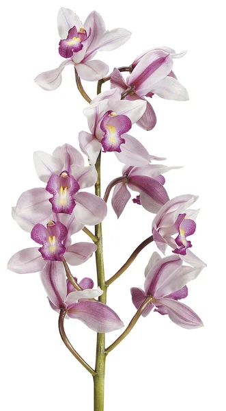 Cymbidium rosa — Stockfoto