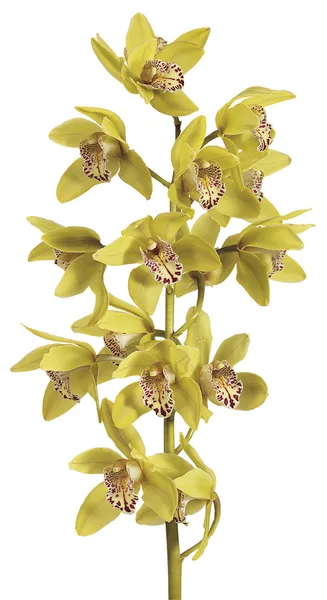 Storczyk cymbidium — Zdjęcie stockowe