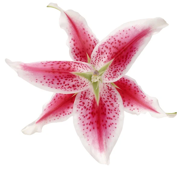 Lily — Stok fotoğraf