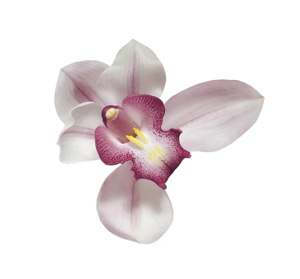 Roze orchid — Stockfoto