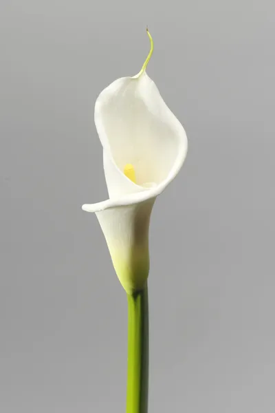 Witte calla Stockfoto