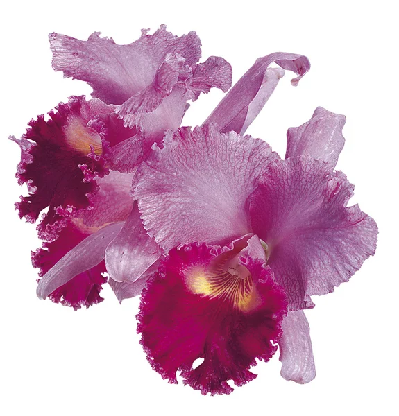 Orchidee rosa — Stockfoto