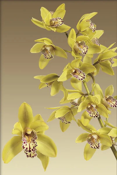 Orchideengelb — Stockfoto