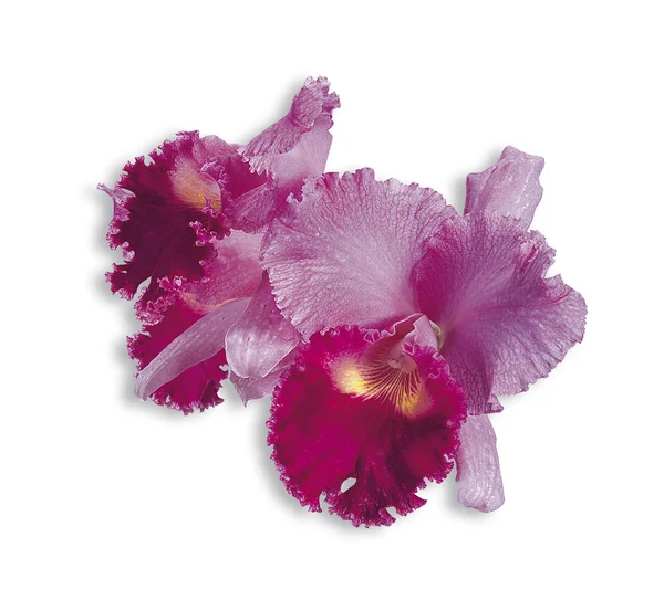 Cattleya różowy — Zdjęcie stockowe