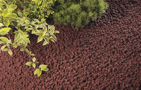 yeşil bitkiler büyüyor