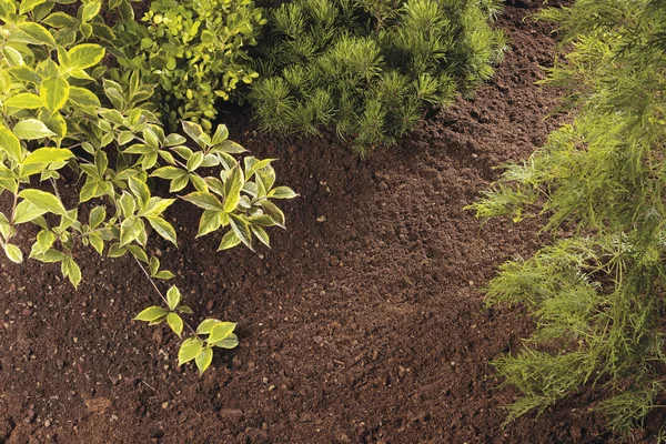 yeşil bitkiler büyüyor