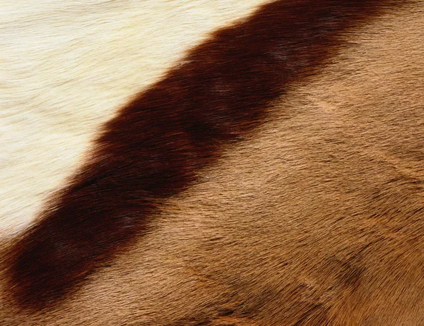 Textur päls antilop — Stockfoto