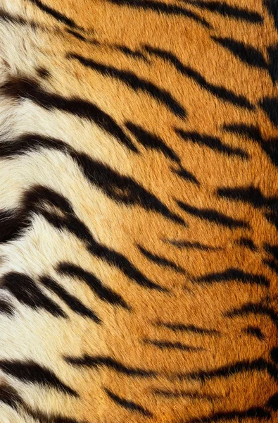 Stripes on a tiger pelt — Stock Photo © taviphoto #17387241