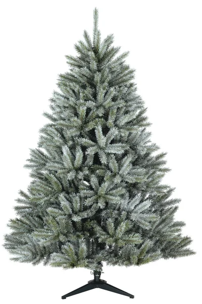 çam ağacı alaskan