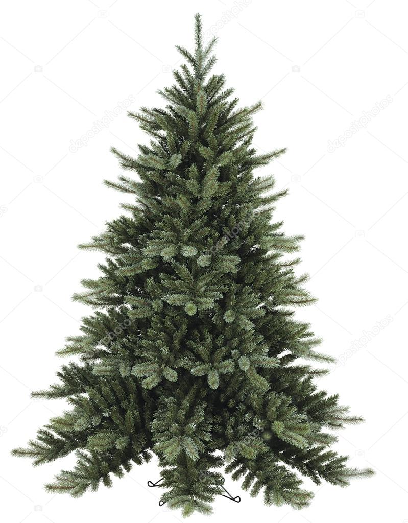 Fir tree on white background