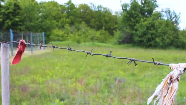 Rusty barbed wire. Forest behind barbed wire. — Stock Video