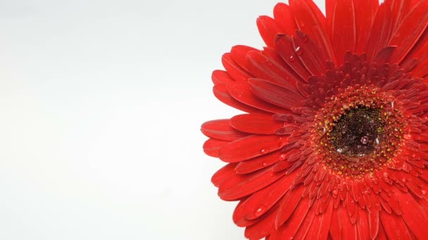 Regentropfen fallen auf eine offene Gerbera-Kamillenblüte. Wassertropfen laufen die langen roten Blütenblätter der Gerbera hinunter. — Stockvideo