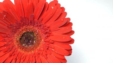 Açık bir Gerbera papatya çiçeğine yağmur damlaları düşer. Gerbera 'nın uzun kırmızı yapraklarından bir damla su akıyor..