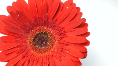 Açık bir Gerbera papatya çiçeğine yağmur damlaları düşer. Gerbera 'nın uzun kırmızı yapraklarından bir damla su akıyor..