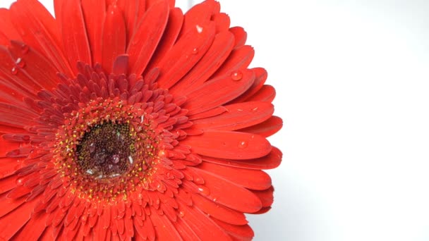 Las gotas de lluvia caen sobre una flor abierta de manzanilla gerbera. Gotas de agua recorren los largos pétalos rojos de la gerbera. — Vídeos de Stock