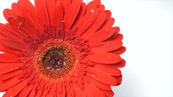 雨滴は開いているガーベラカモミールの花に落ちます。ゲルベラの長い赤い花びらの下に水の滴が流れ落ちる. — ストック動画