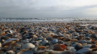 Deniz kıyısı renkli kabuklar ve küçük çakıl taşlarıyla doludur. Deniz dalgaları renkli deniz kabuklarıyla kaplı kumlu sahile yuvarlanıyor. Deniz kıyılarının görüntüsü ve renkli deniz kabukları serpilmiş..