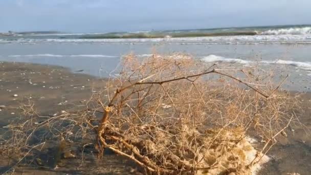 Över Stranden Och Strödda Med Färgglada Skal Havsvågor Rulla Sandstranden — Stockvideo