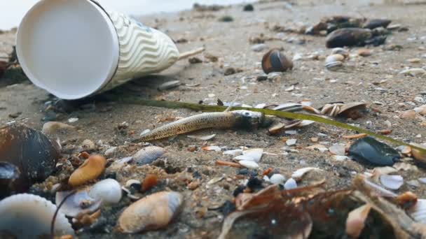 Pesce Morto Giace Una Spiaggia Sabbiosa Accanto Una Tazza Usa — Video Stock