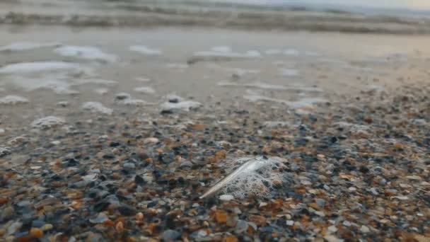 A dead fish lies on a sandy seashore next to a disposable cup and rubbish. The sandy shore is strewn with garbage and dead fish. Environmental disaster. — Vídeo de Stock