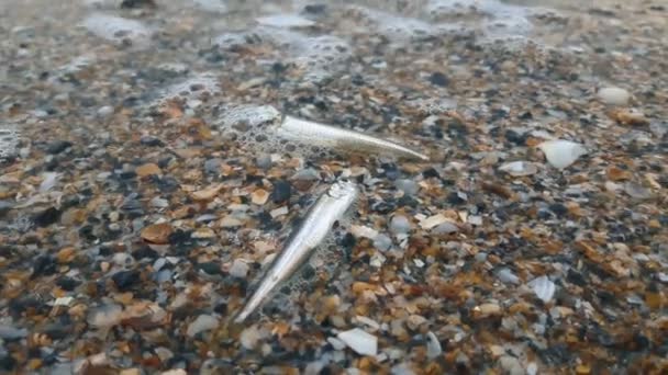 Een dode vis ligt op een zandstrand naast een wegwerpbeker en rommel. De zandkust is bezaaid met afval en dode vissen. Milieuramp. — Stockvideo