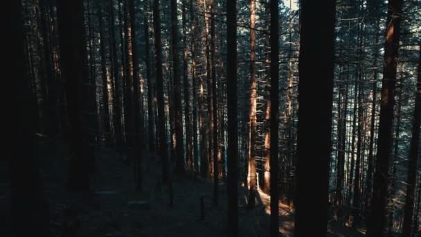 Una vista de un misterioso bosque mágico. Los rayos del sol hacen su camino a través de las coronas de los árboles. — Vídeo de stock