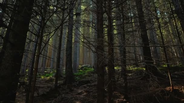 Una vista de un misterioso bosque mágico. Los rayos del sol hacen su camino a través de las coronas de los árboles. — Vídeos de Stock
