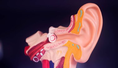 Kulak tıbbı eğitim modeli.