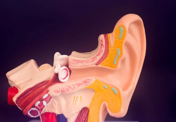 Модель Викладання Медичного Слухового Вуха — стокове фото