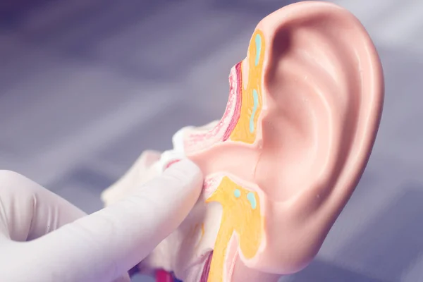 Fülhallgató Orvosi Tanítási Modell — Stock Fotó
