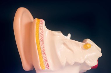 Kulak tıbbı eğitim modeli.