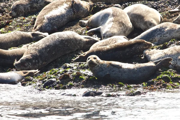 Тюлень в группе ленивых тюленей — стоковое фото