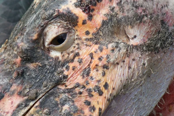 Marabu closeup — Stock fotografie