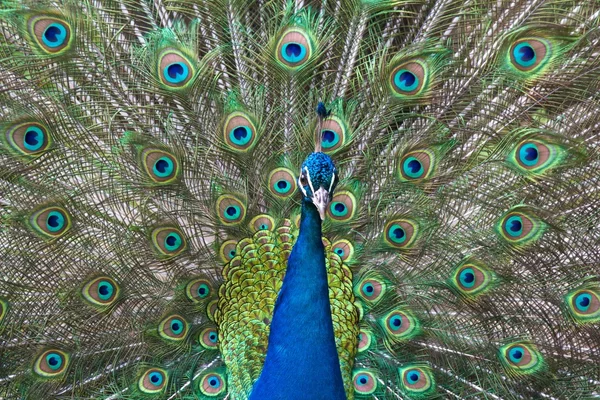 Peacock show-off — Stock Photo, Image