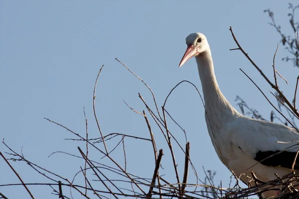 Ooievaar op het nest — Stockfoto