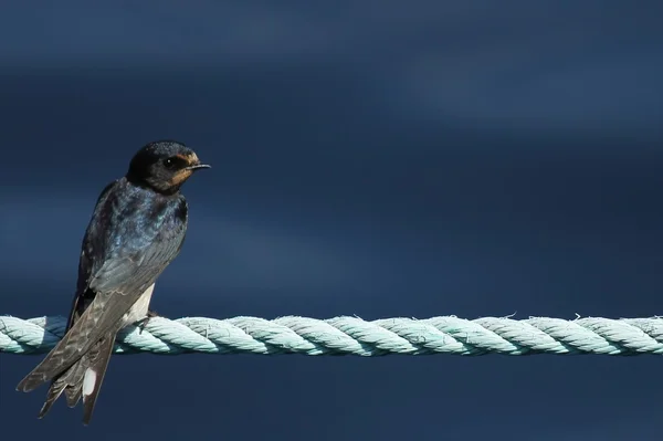 Swallow on a rope — Stock Photo, Image