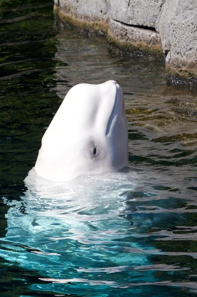 Beluga Whale 1 — Zdjęcie stockowe