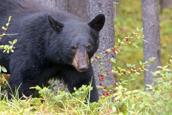 Canadian Black Bear close-up — Fotografia de Stock