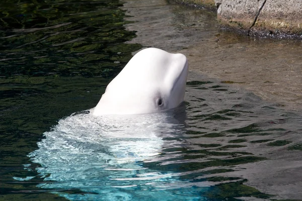 Lindo Beluga mirando fuera del agua — Foto de Stock