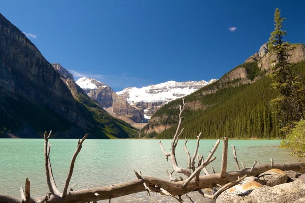 Dead tree at Lake Louise — Stock Photo, Image