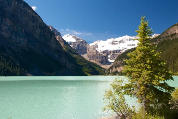 Fir and Lake Louise — Stock Photo, Image