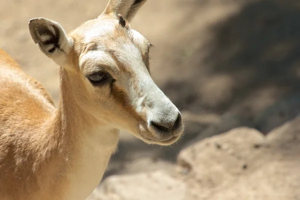 Gazelle Goitered 1 — Photo