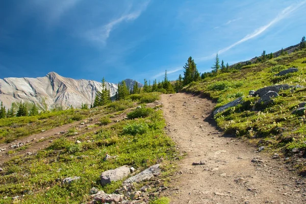 På parker ridge trail 2 — Stockfoto