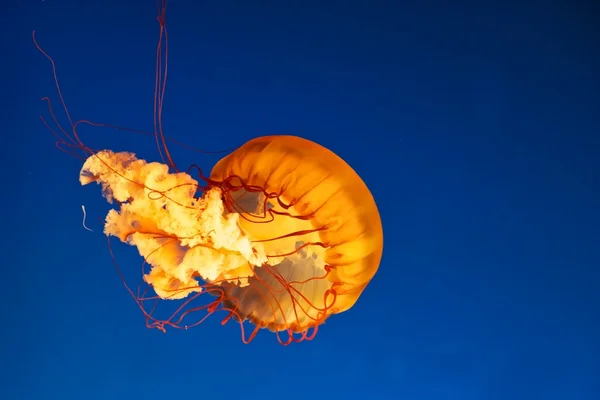 Медузы 2E — стоковое фото