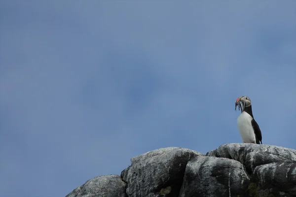 Trots Atlantische papegaaiduiker — Stockfoto