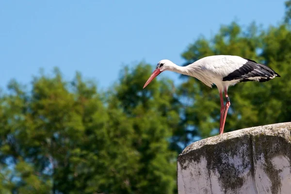 Wary Stork 2 — Stock Photo, Image