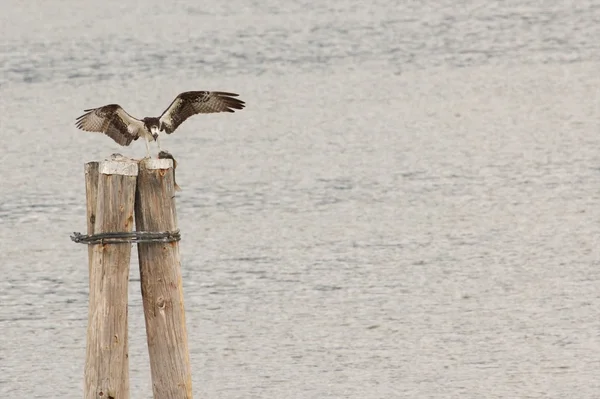 Osprey e presa — Fotografia de Stock