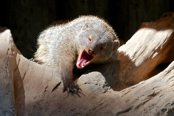 Yawning Mongoose — Stock Photo, Image