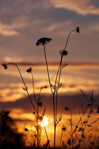 Schafgarbe im Sonnenuntergang — Stockfoto