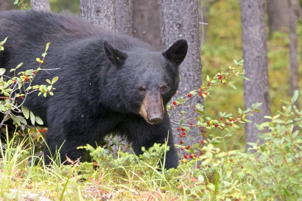 Kanadai fekete medve 2 Stock Fotó